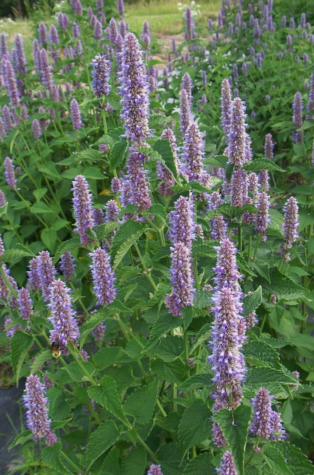 500 Anise Hyssop Licorice Mint (Agastache Foeniculum)
