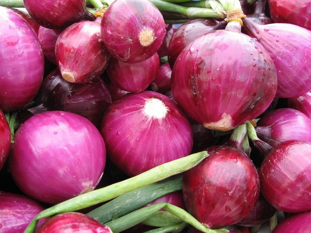 250 RED GRANO ONION SEEDS, FRESH GARDEN HERBS VEGETABLE