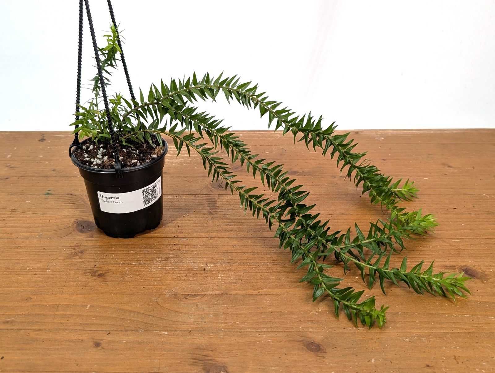 Huperzia Goebelii Green
