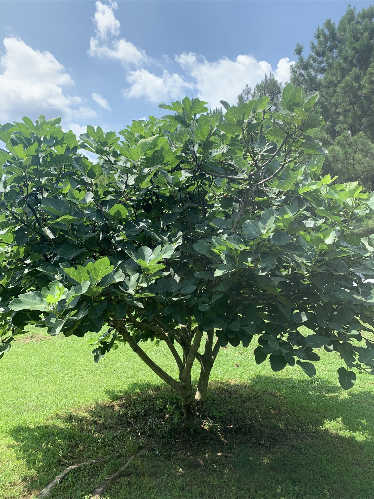 5 FIG TREE CUTTINGS -FRESH- From Fruiting Tree 8 in Each Organic