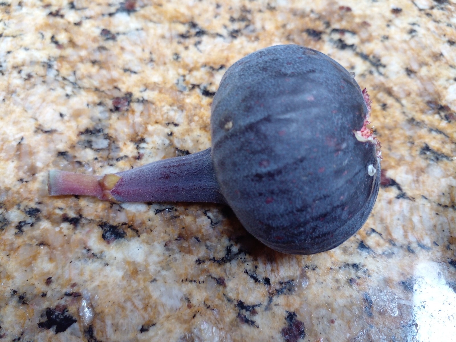 Cherry Cordial Fig Tree – 50 Seeds – Tasty Berry Figs – Easy To Grow From Seed