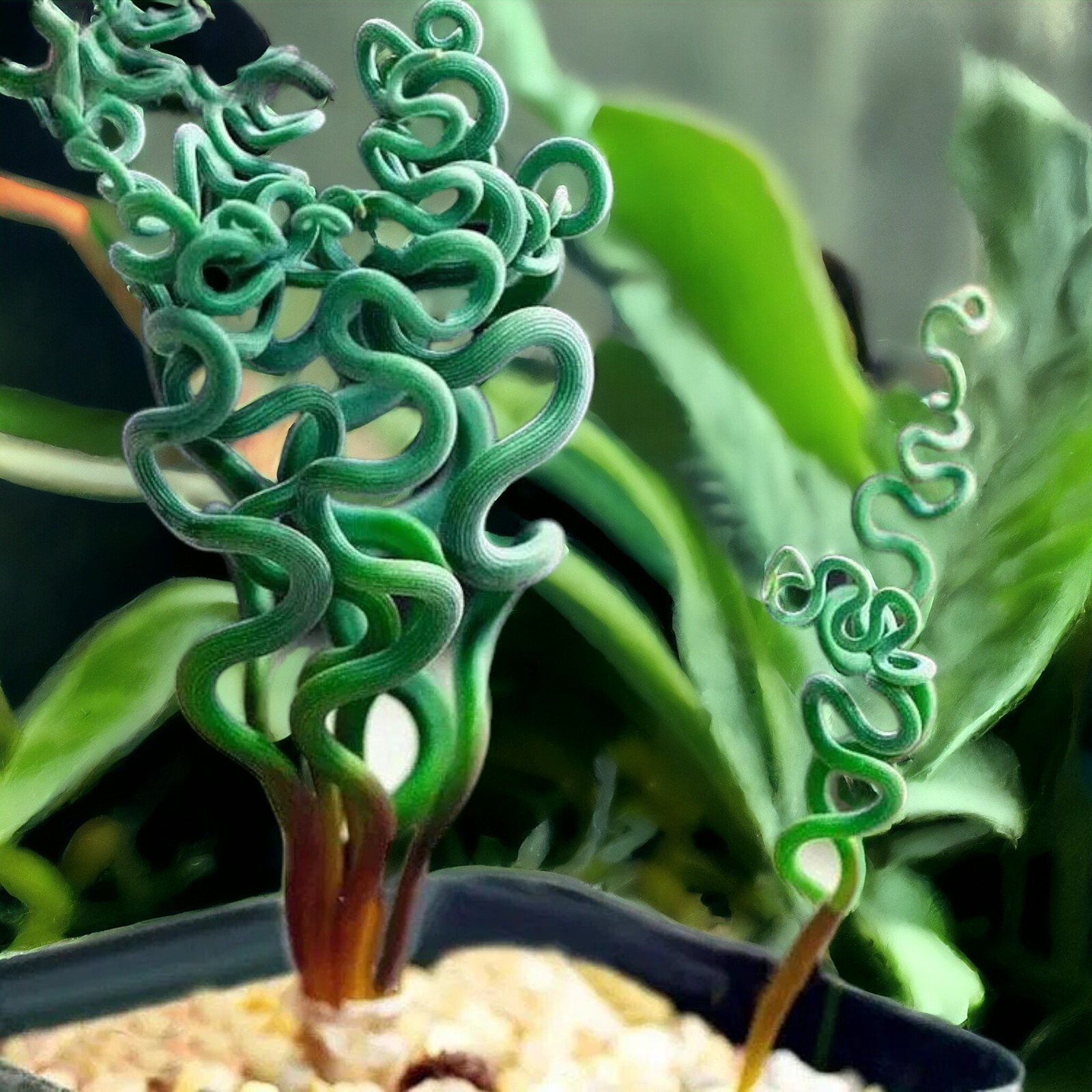 Transform Your Garden with 100PCS/Bag Spiral Grass Seeds – Green Succulents