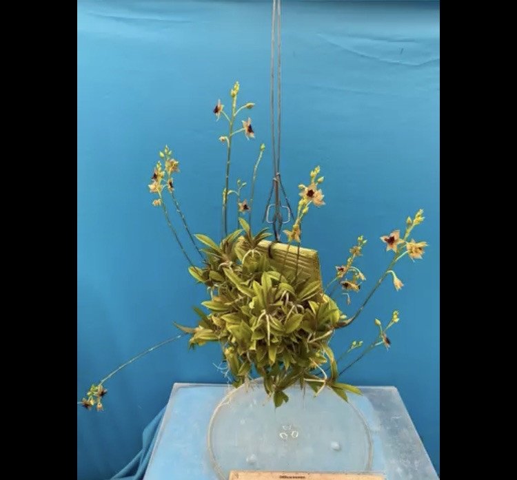 Trichoceros muralis Striped Purple Amber Gold Orchid Species NEW GROWTH 4” Pot