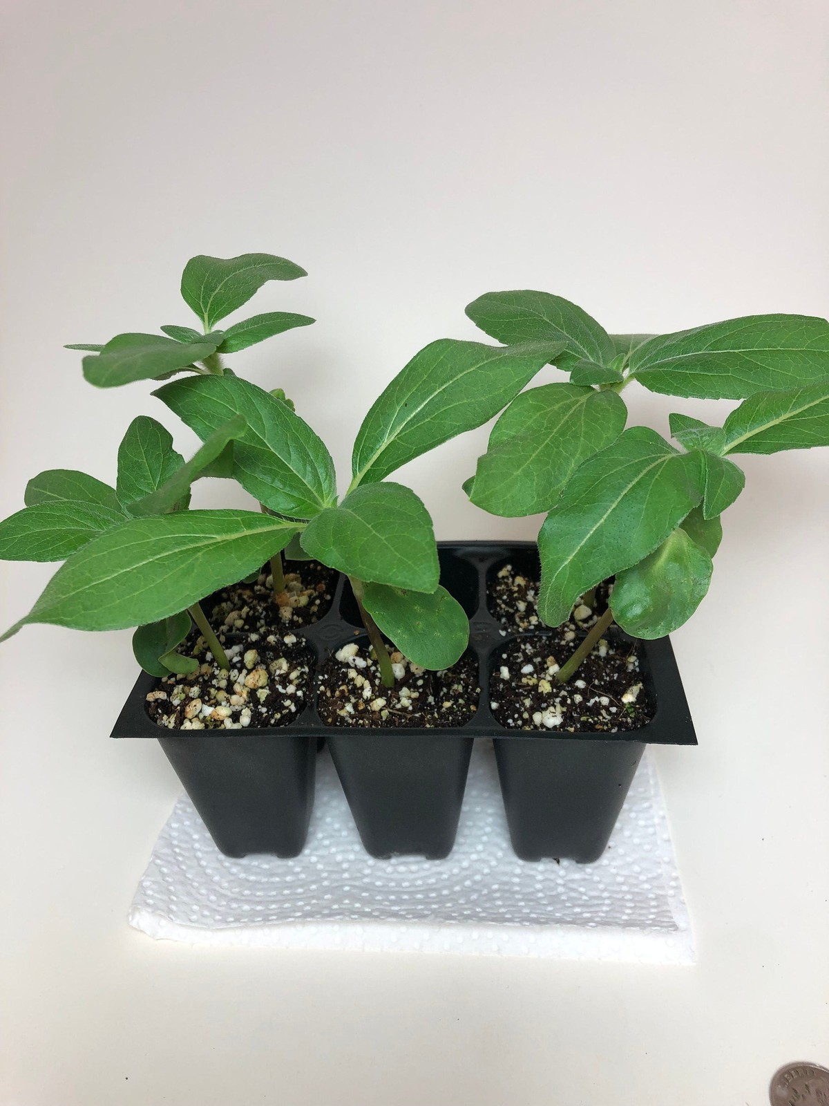 Sunflower Live Plant – Seedlings/Plugs and Plants – 3″- 12″ tall- 30-60 days