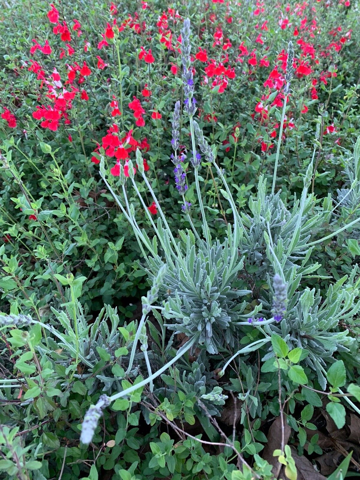 2 Butterfly Bushes Combo: Organic Live USA Lavender + Red Autumn Sage Cuttings