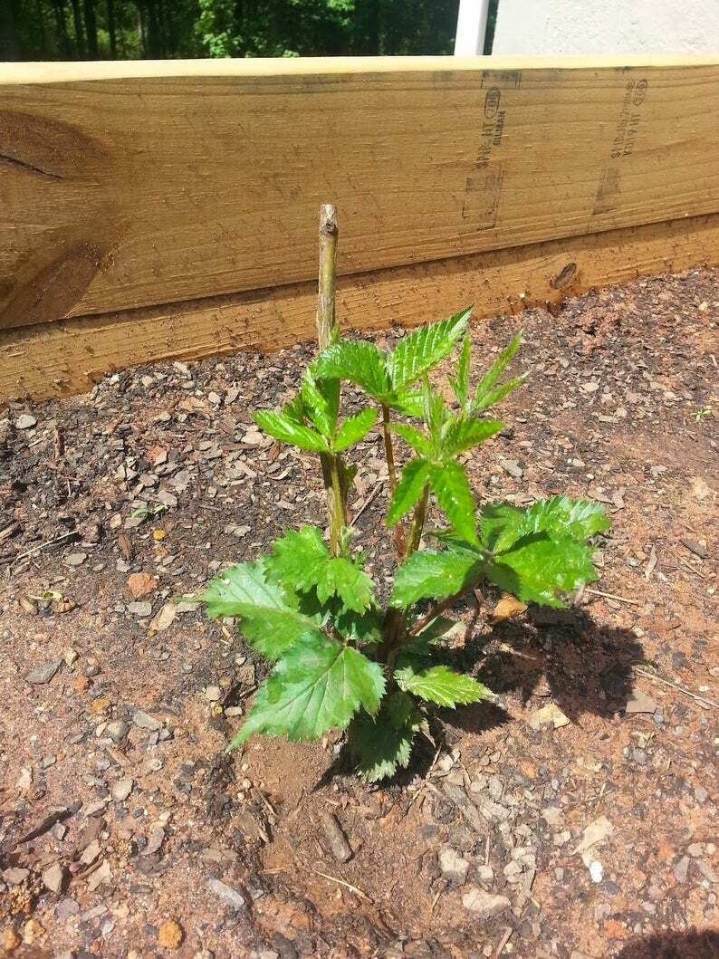 3 Blackberry Plants “Chester”-Thornless (Pack of 3 Large Plug Plants) Zones 5-9