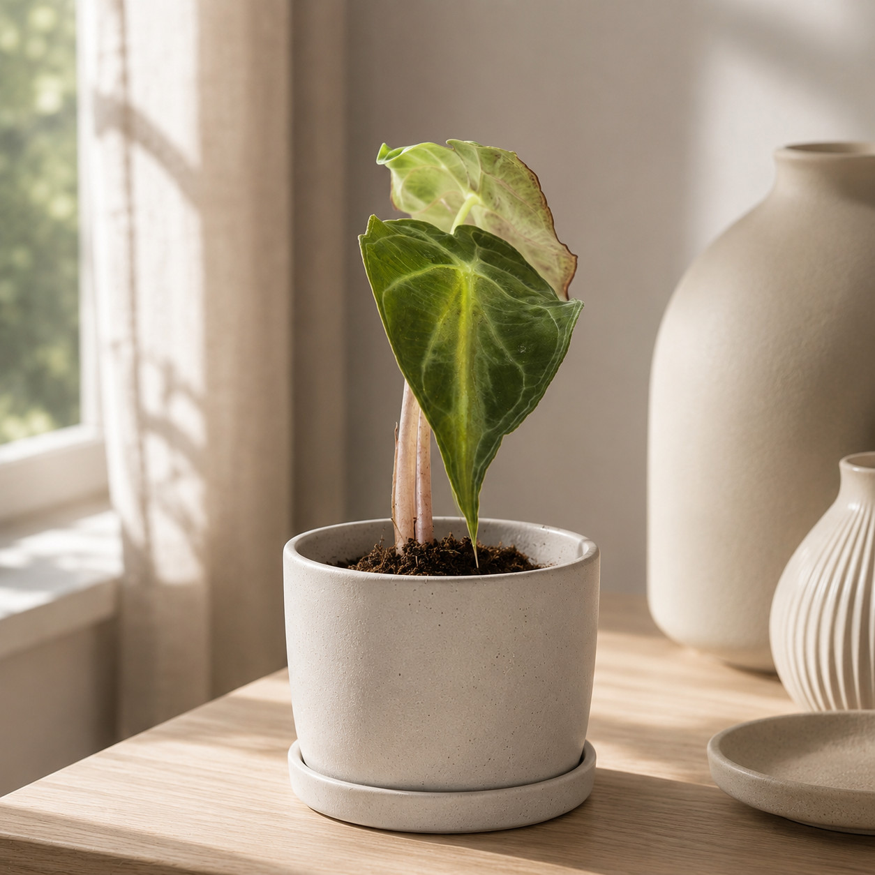 Alocasia Venom Exact Plant