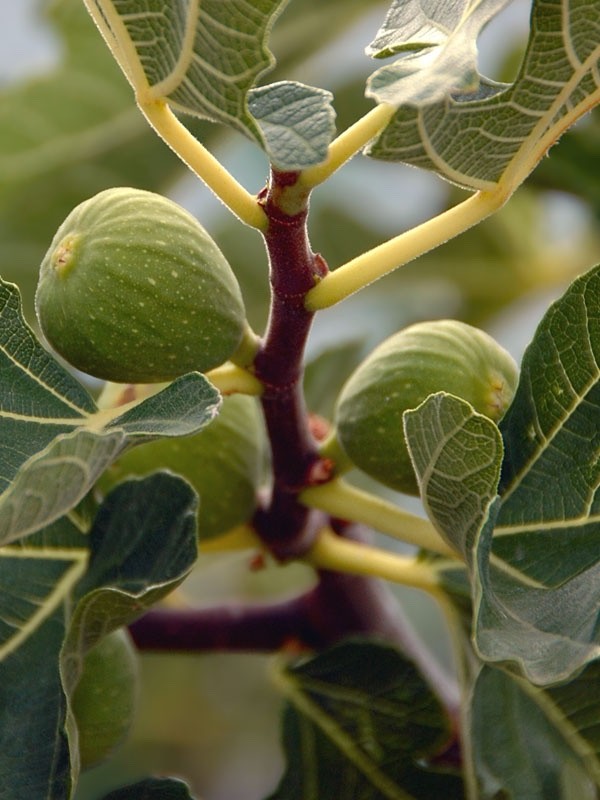 1 Kadota Fig Tree Starter Plug – Ficus carica