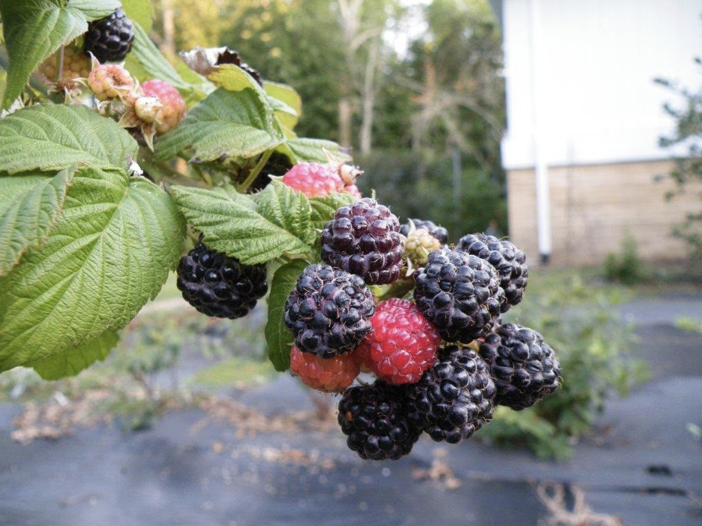 1 Ohio Treasure black raspberry plant Everbearing. Zones 3-8