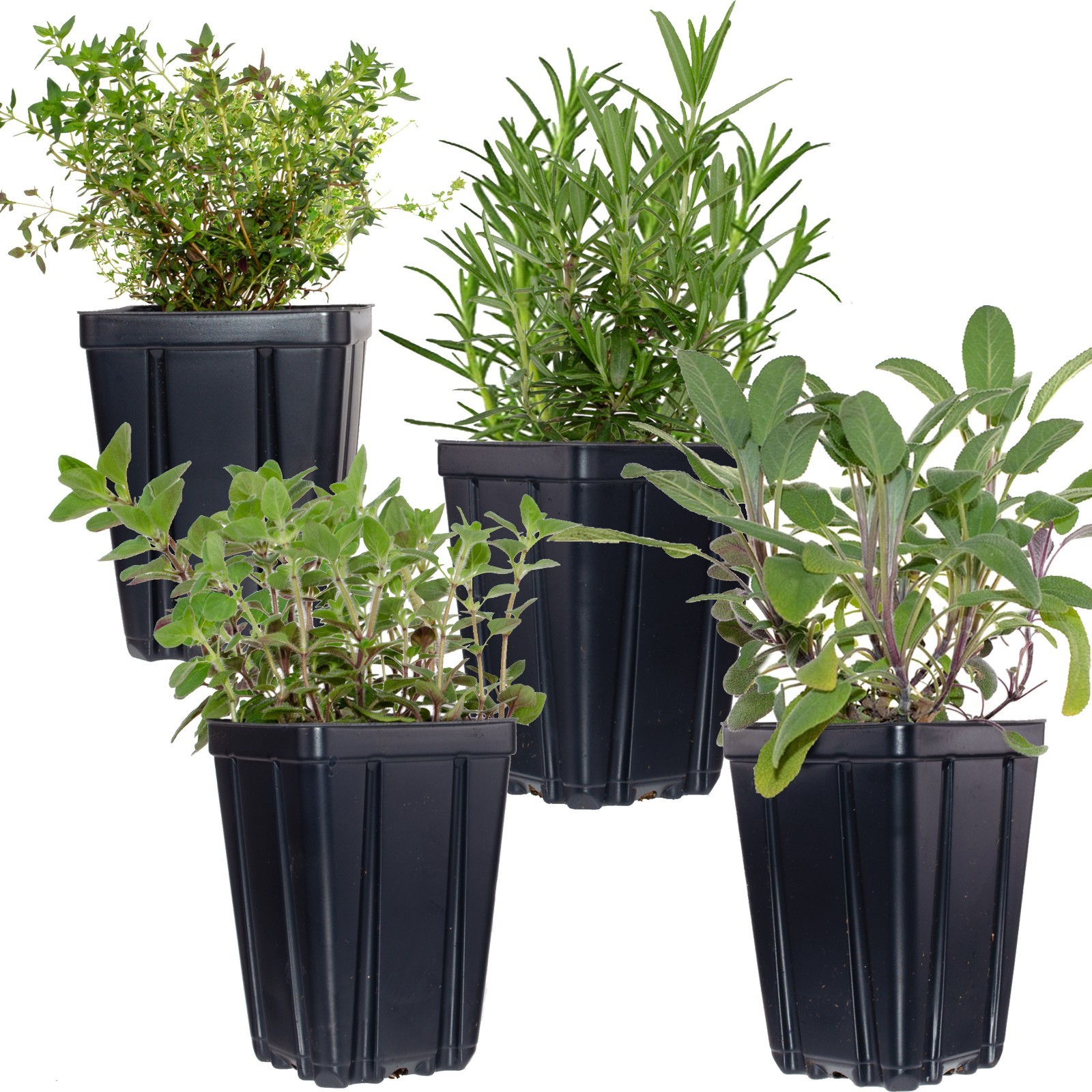 Set of 4 Herb Collection Live Plants Potted Rosemary, Thyme, Oregano, Sage