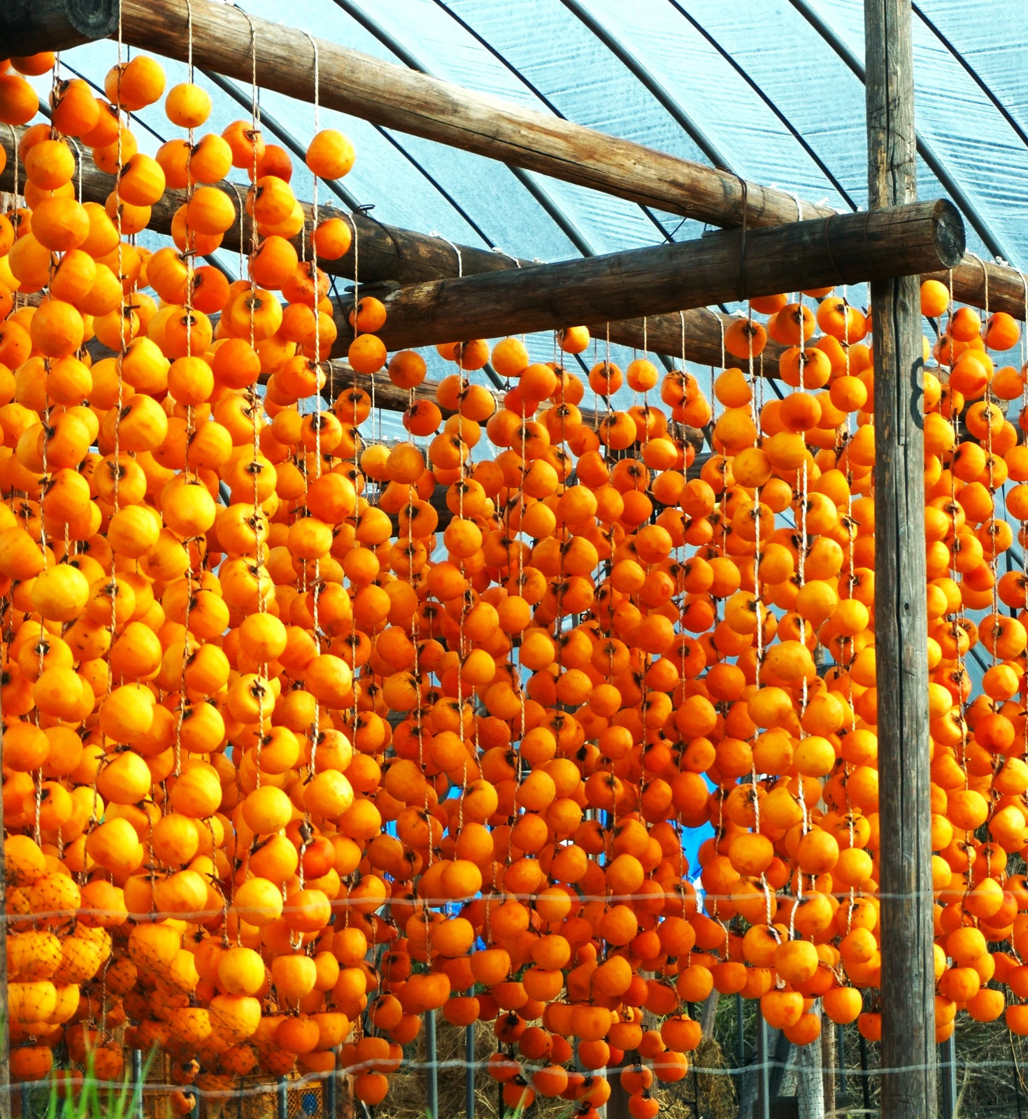 Japanese Persimmon Tree Seeds – For 2026 Planting Diospyros Kaki Fuyu Hachiya