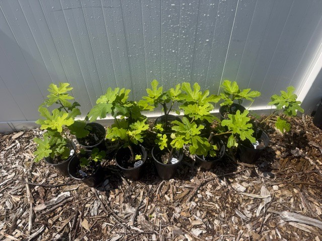 Chicago Hardy Fig Tree – Live Plant – Very Cold Hardy – Self Fertile