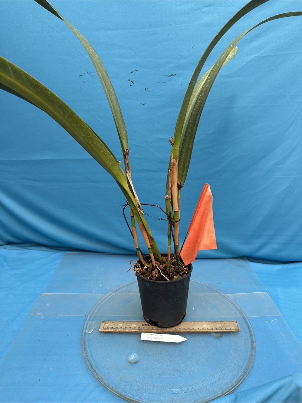 Arpophyllum giganteum Orchid Purple BS Mexican Species 5.5” Pot New Division