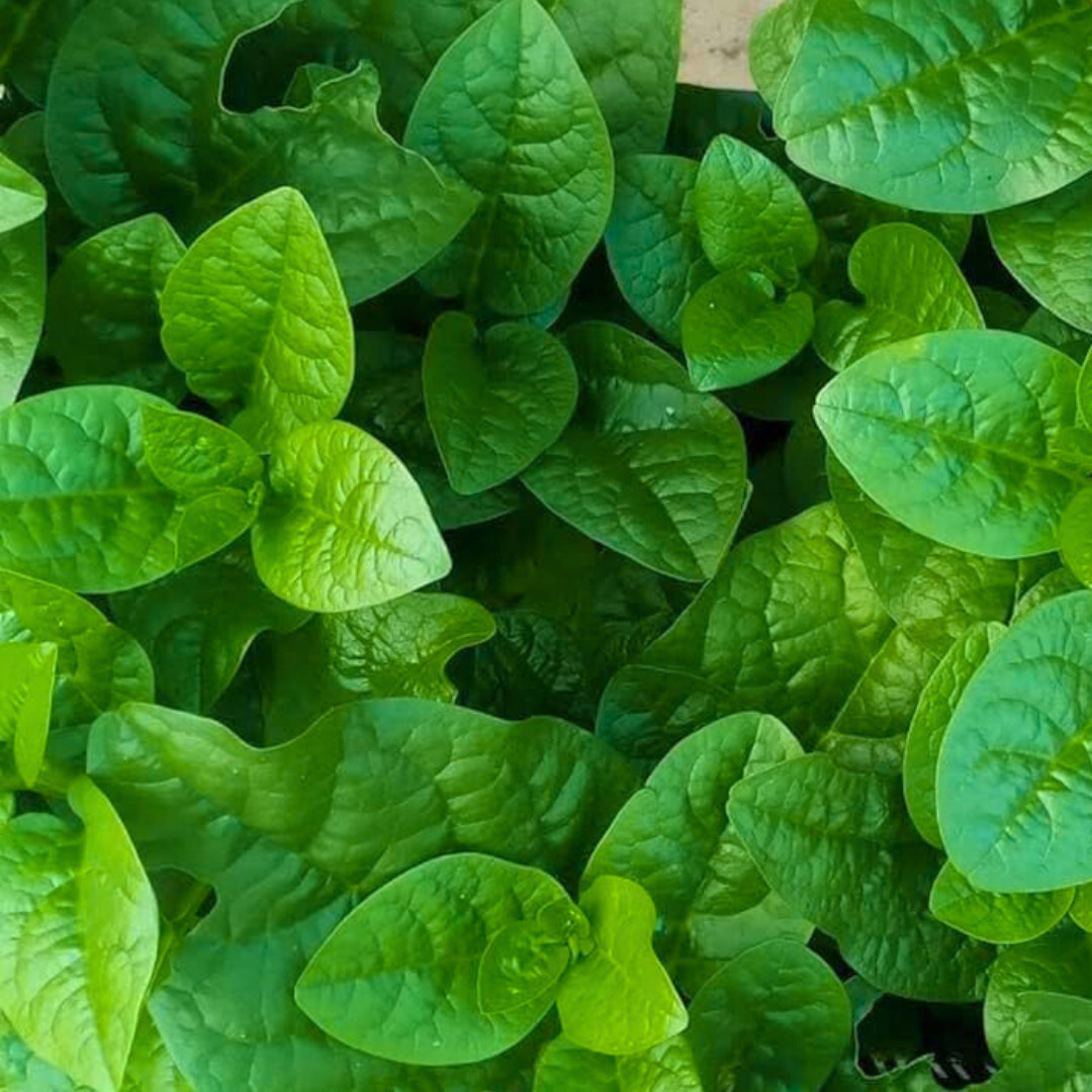 Fresh Green Malabar Spinach Seed | Mong Toi | Heirloom Non-GMO | Asian Vegetable