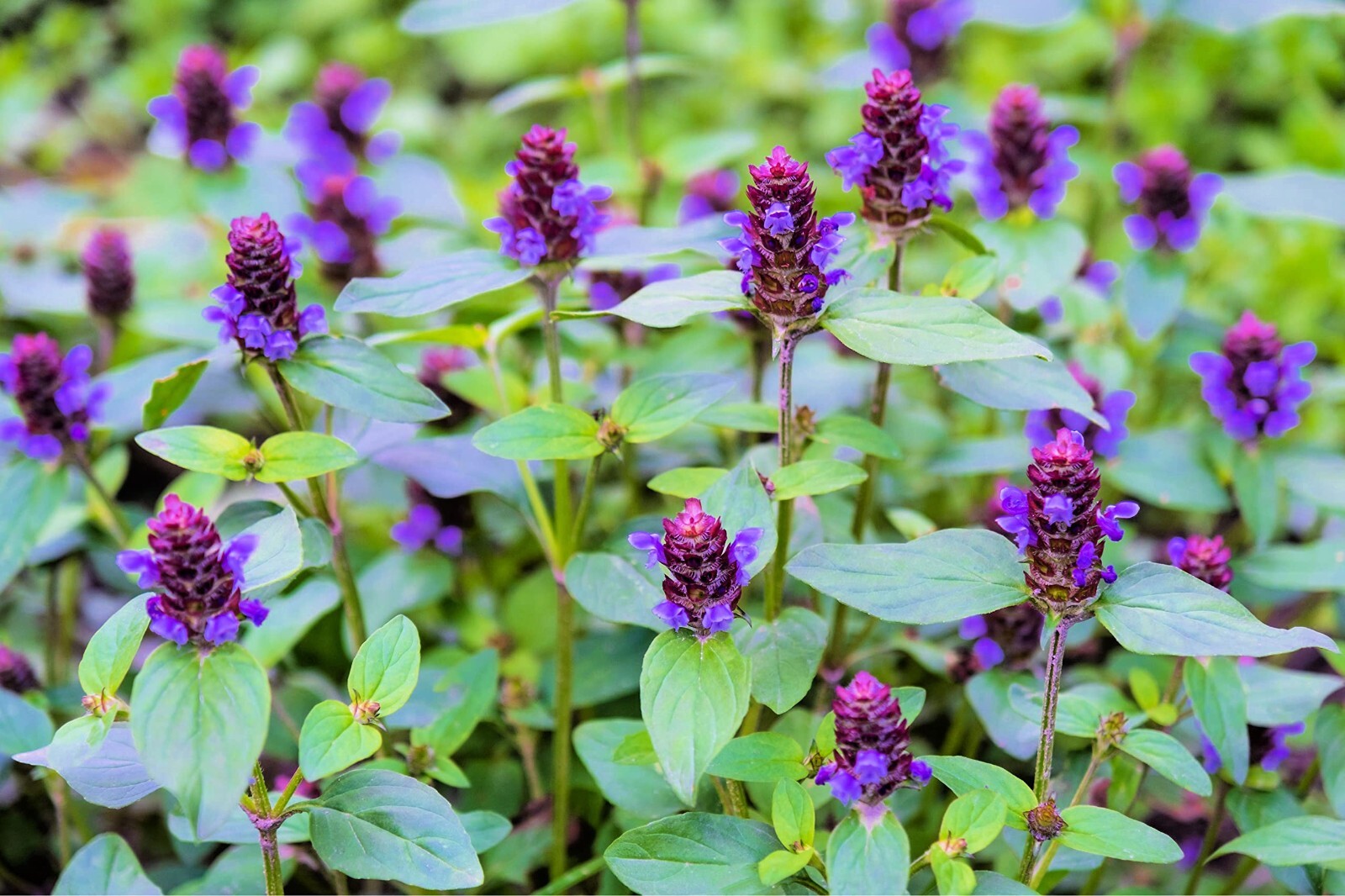 Heal All Seeds, Self Heal, Dragon Head, Heart of the Earth, FREE SHIPPING