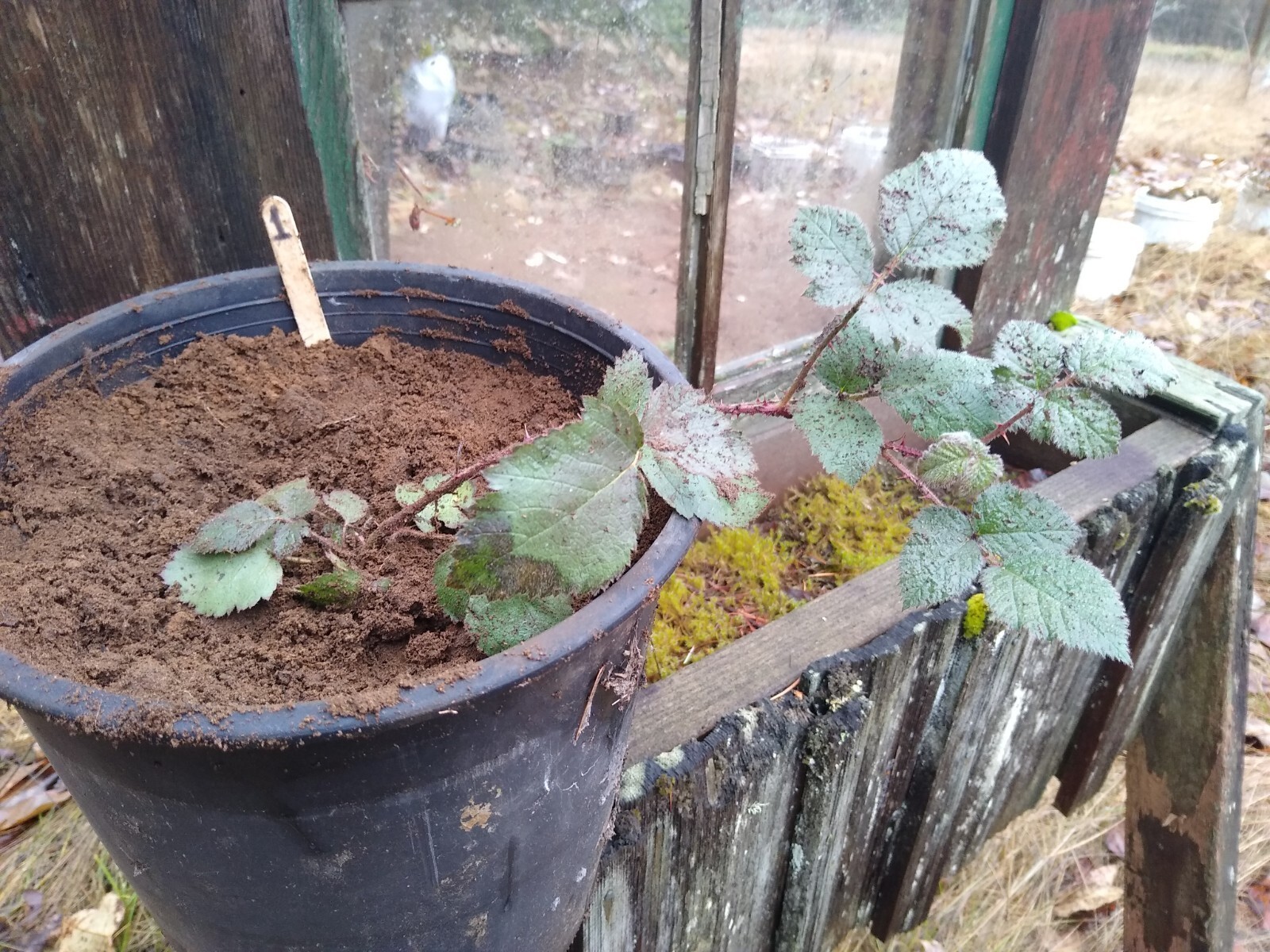 California BLACKBERRY PLANT Live Bare Root Organic Natural Food Vitamin C