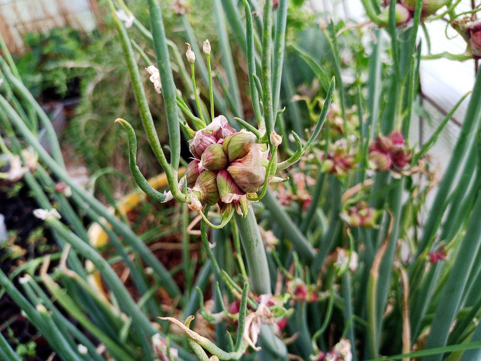5 OUNCES EGYPTIAN WALKING ONION BULBs MULTIPLIER ONIONS FRESH Green House Grown