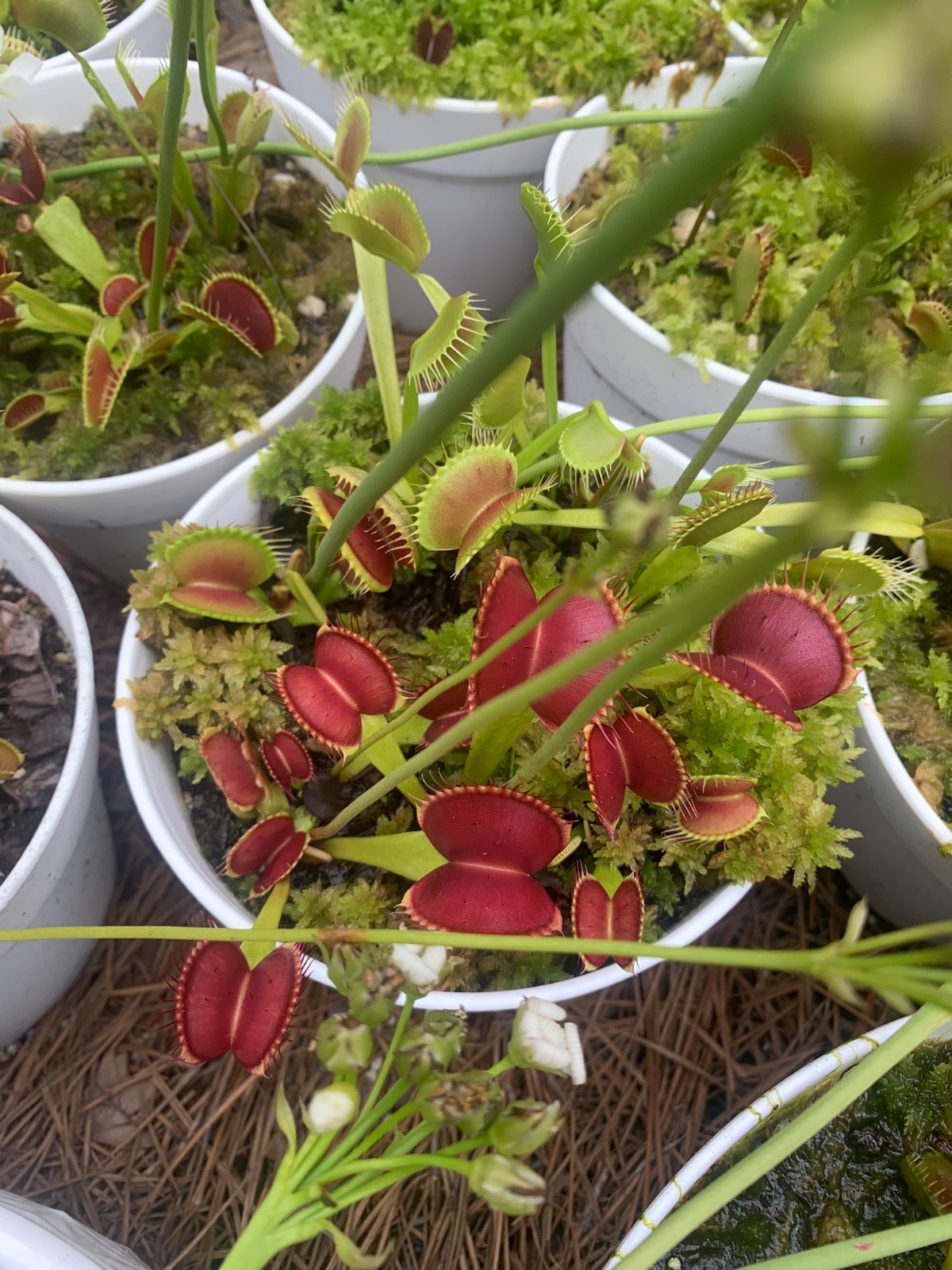 100+ Venus Flytrap seeds + Maxsea plant food