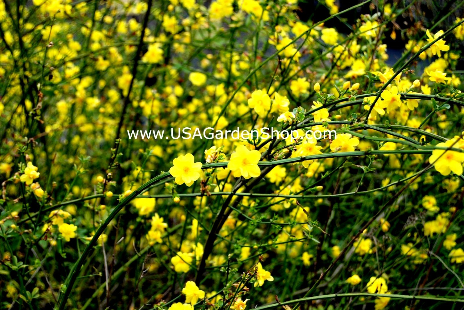 Jasminum mesnyi Sun Glo Hardy Yellow primrose Japanese Jasmine Mai Day 7cuttings