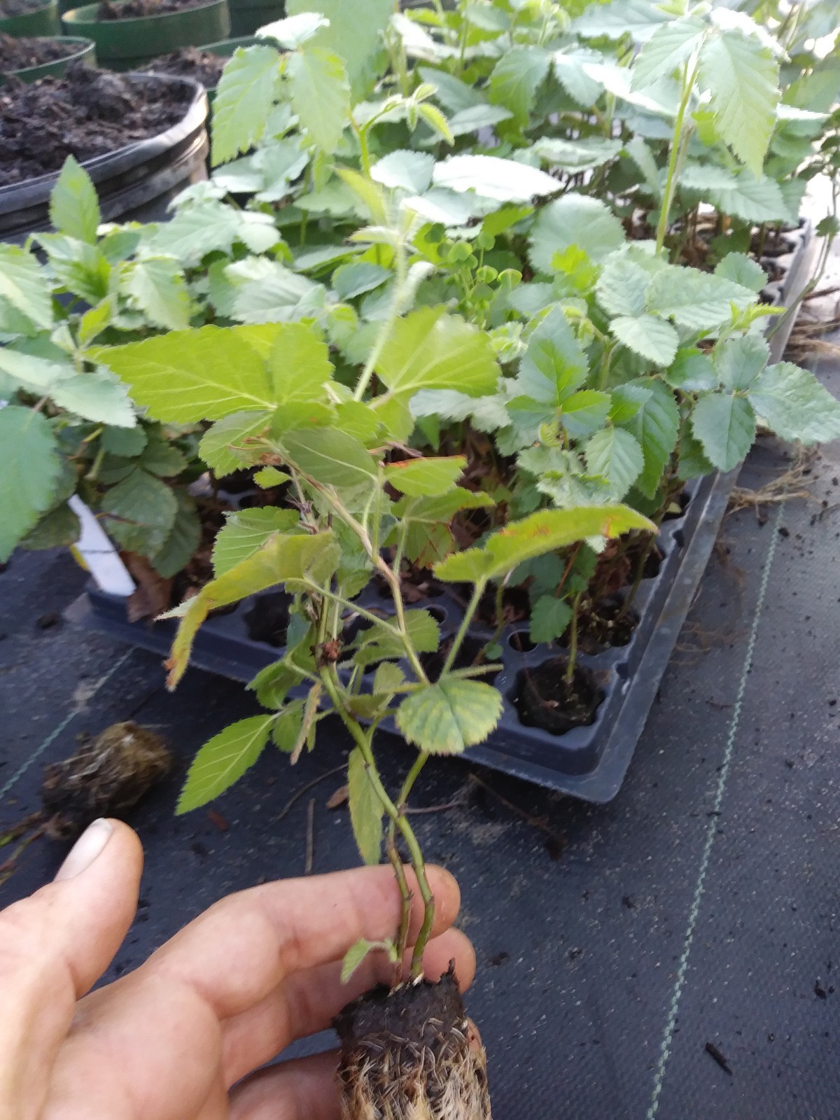 10 Triple Crown Thornless Blackberry Plants. Healthy grown pesicide free non GMO