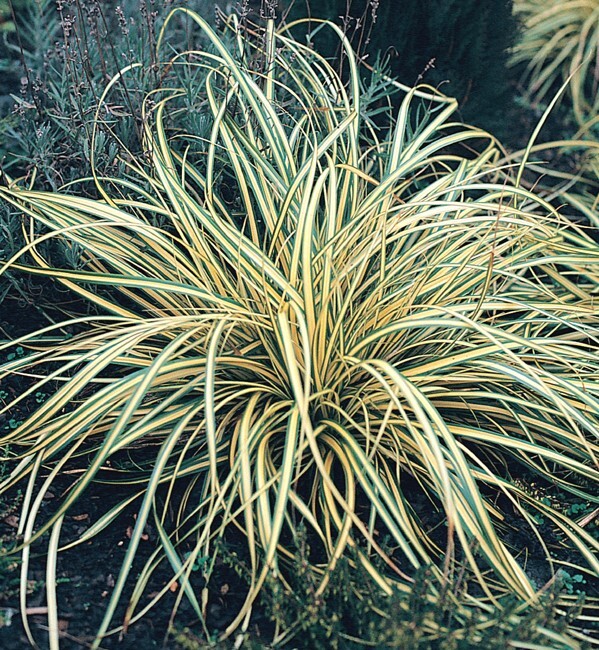 Variegated Sedge Grass Carex Evergold Excellent With Burgundy Plants