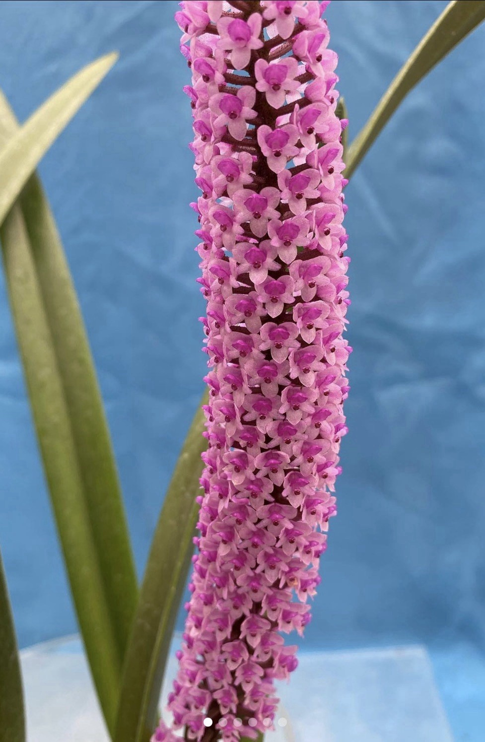 Arpophyllum giganteum Orchid Purple BS Mexican Species 5.5” Pot New Division