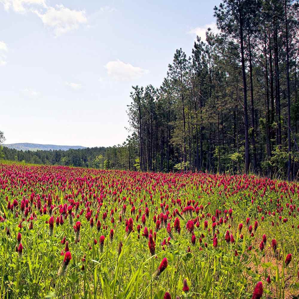 10 LBS – Inoculated Bulk Crimson Clover Seed For Planting Pastures, Cover