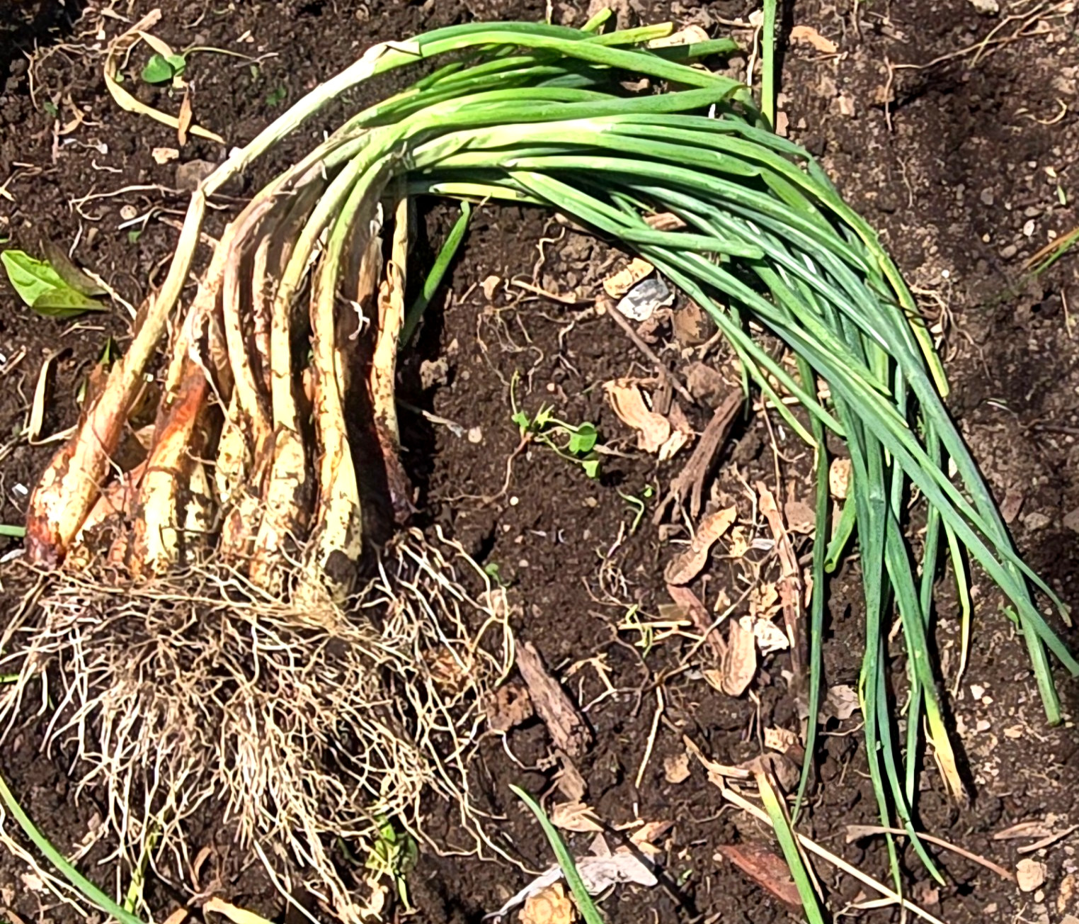 10 Chive Plants/Bulbs – Perennial Non-GMO Green Onions, Mosquito Repellent