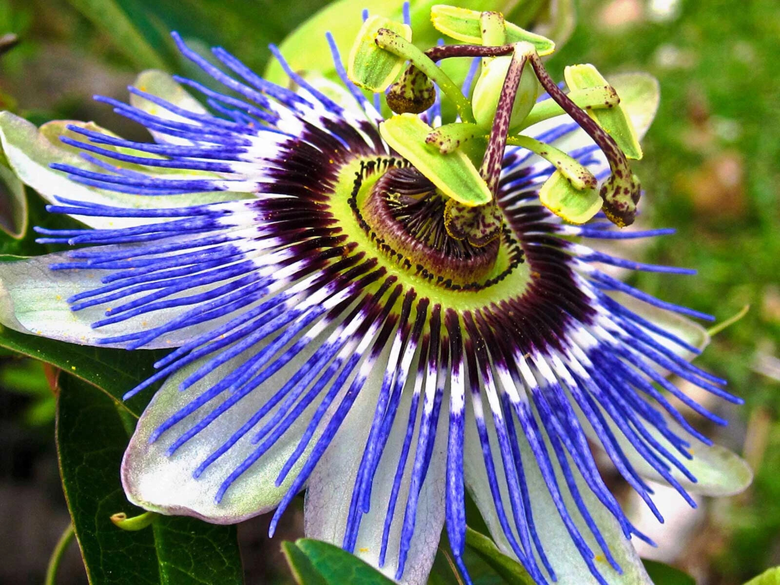 ~HARDY BLUE CROWN~ Passiflora caerulea Passion Flower~SMALL ROOTED STARTER PLANT