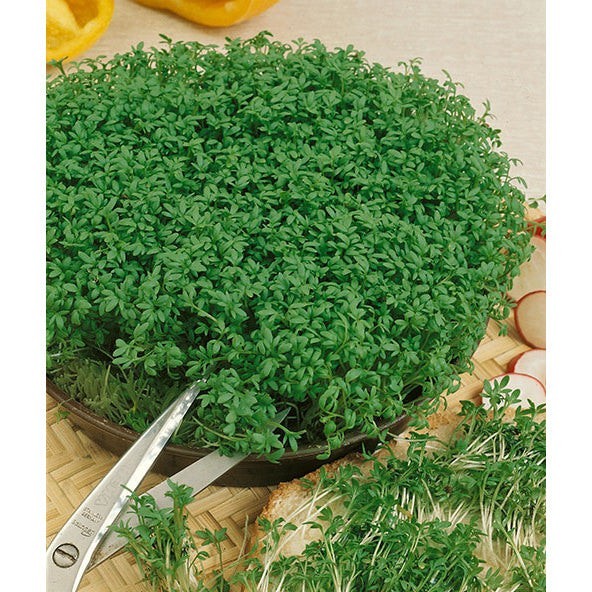 Curled Garden Cress Seeds (500) / Easy / Fast Growing / Non-GMO / Florida