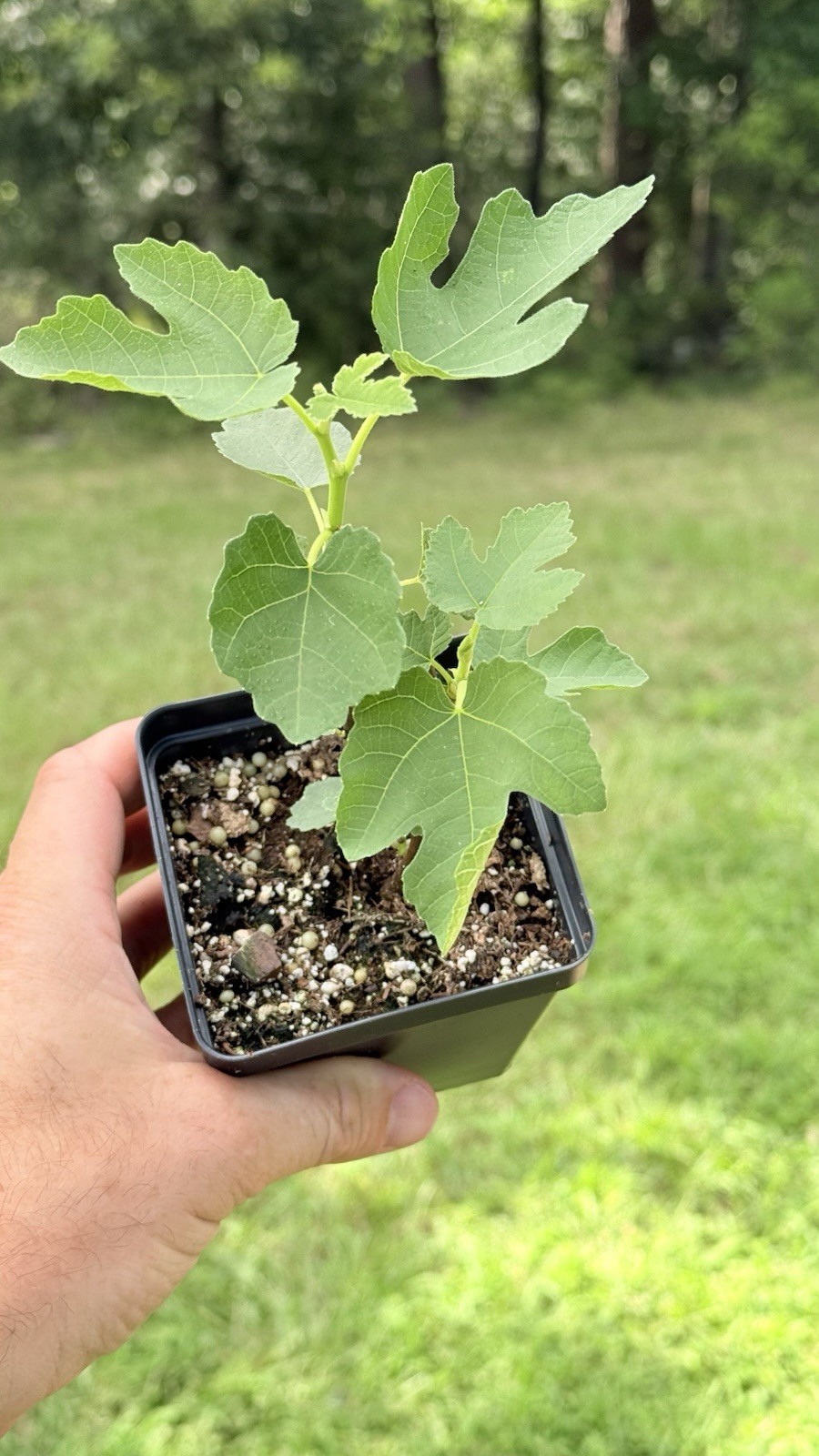 Fig tree (1) Multiple Varieties Available