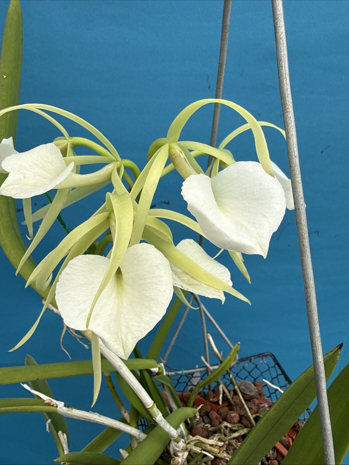 Brassavola nodosa Blooming White Green Orchid Species 9” Basket + Hanger