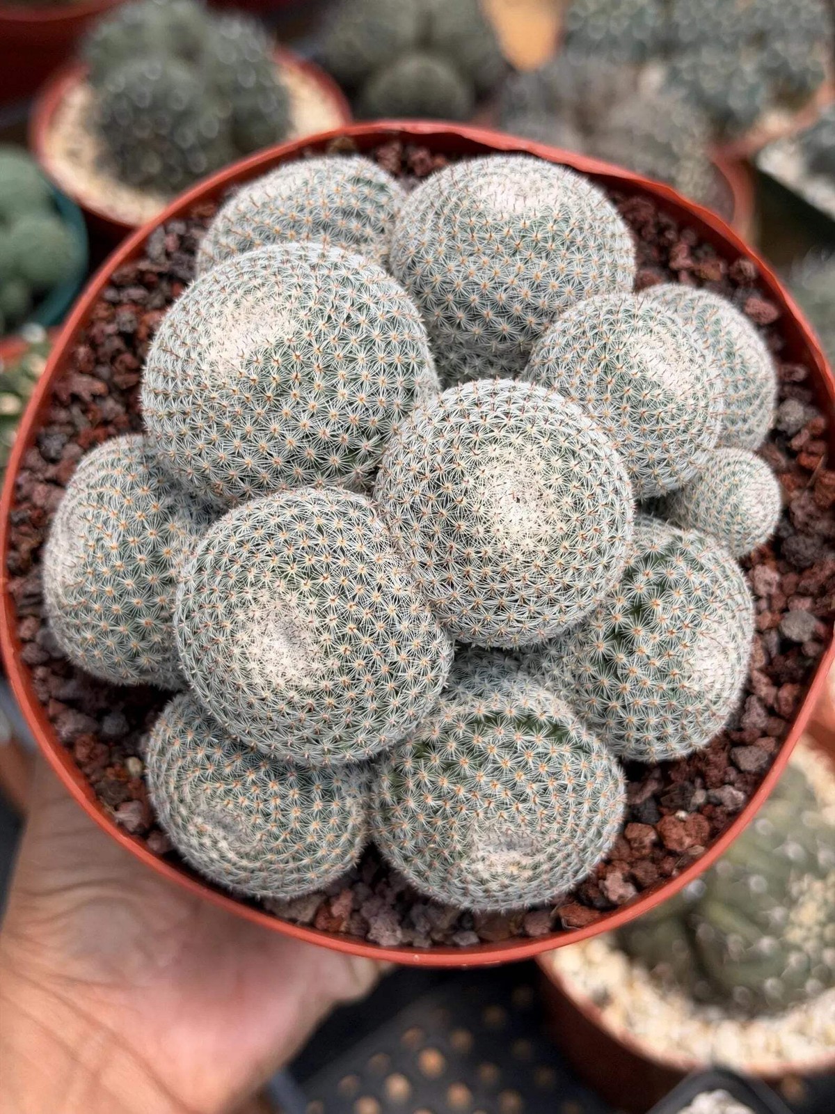 Mammillaria Perbella Cluster Cactus – Rare Live Plant #694
