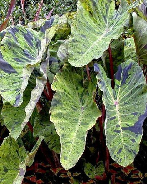 **MOJITO** Elephant Ear Colocasia Esculenta Starter Plant**USA Seller**