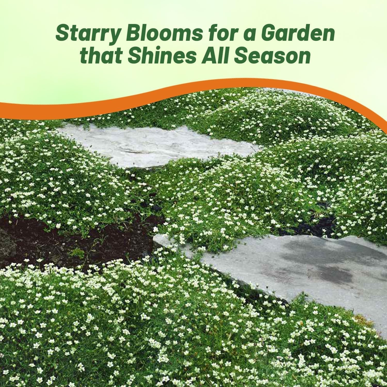 5000 Pcs Irish Moss Seeds – Ideal Mat-Forming Lawn Alternative for Gardens