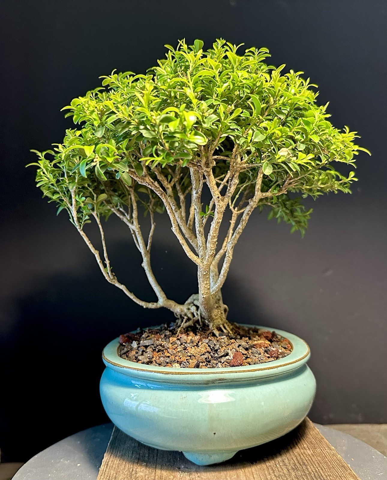Bonsai Tree Kingsville Boxwood Forest Group 15-20 Years Old, Glazed Chinese Pot