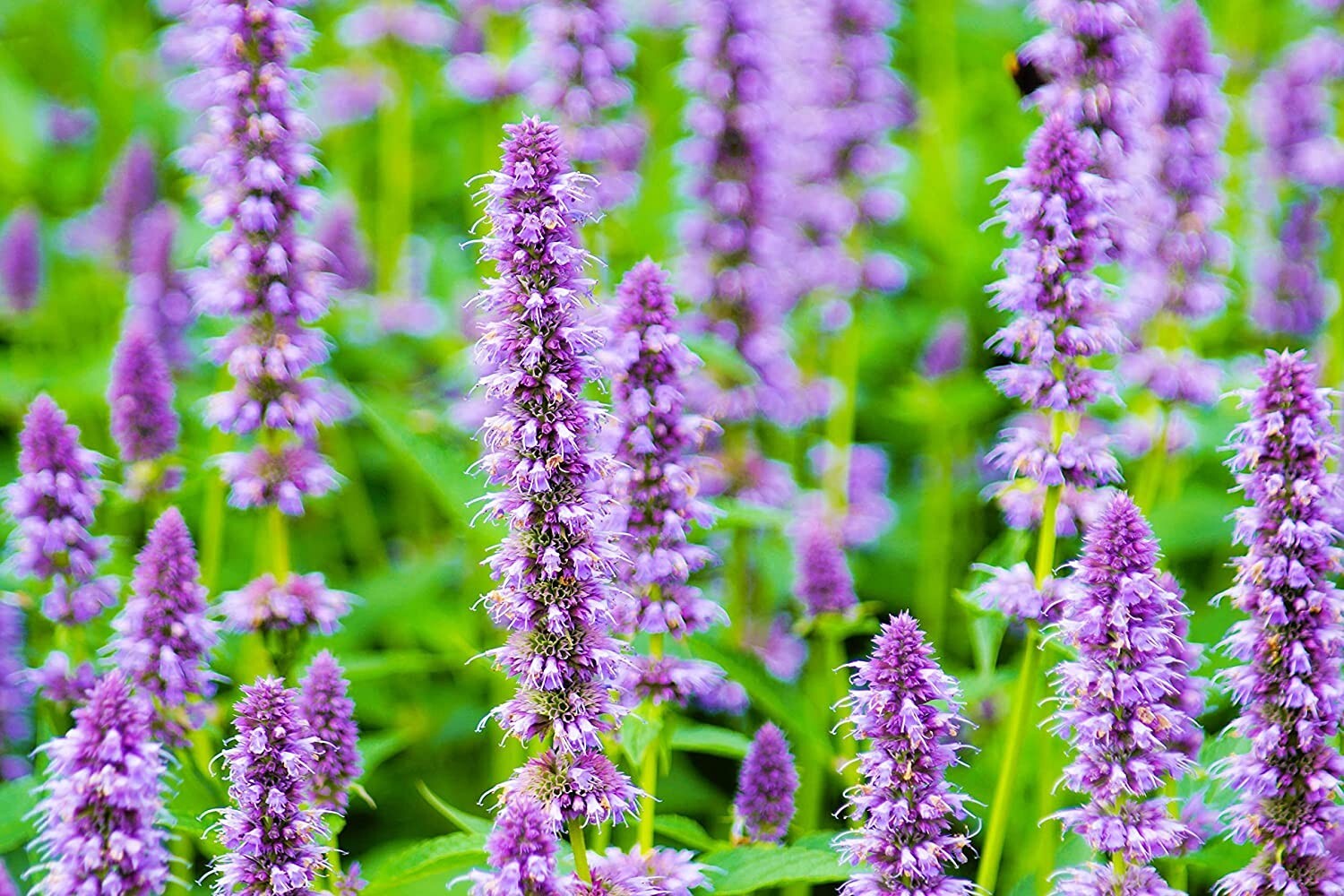 Anise Hyssop Seeds for Planting Stunning Wildflowers Agastache foeniculum
