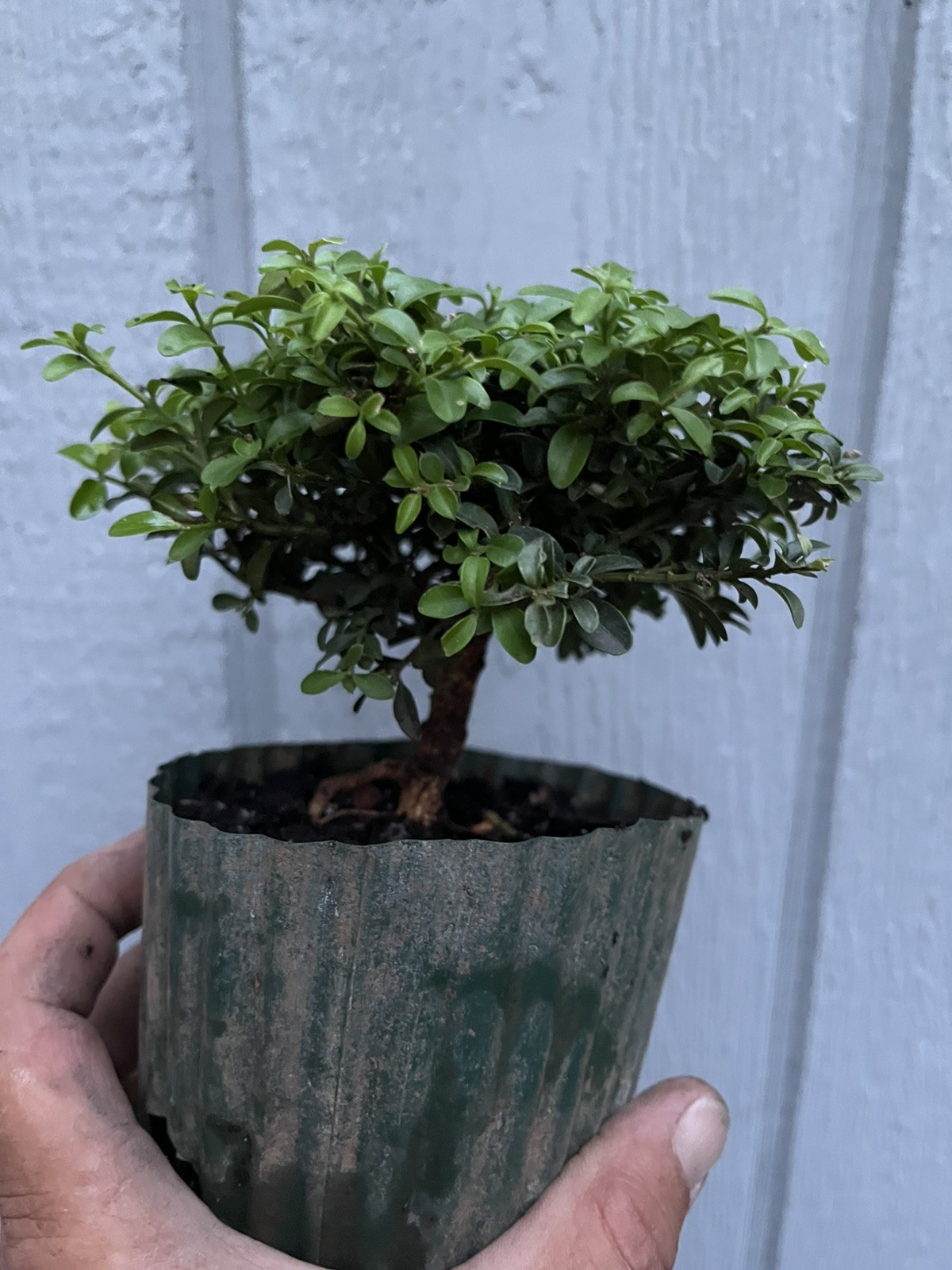 Kingsville boxwood Pre Bonsai Stock – Tree #7