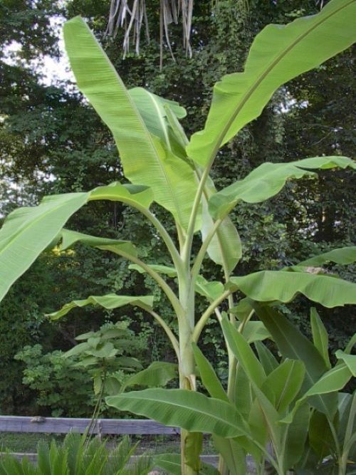-Musa-ICE CREAM (BLUE JAVA)- Live Banana Tree-SMALL ROOTED STARTER PLANT-