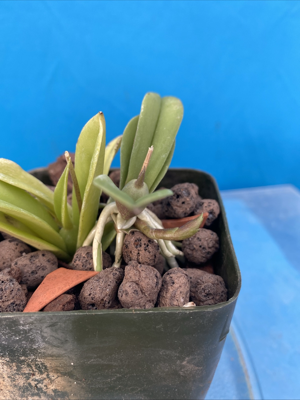 Trichoceros muralis Striped Purple Amber Gold Orchid Species NEW GROWTH 4” Pot