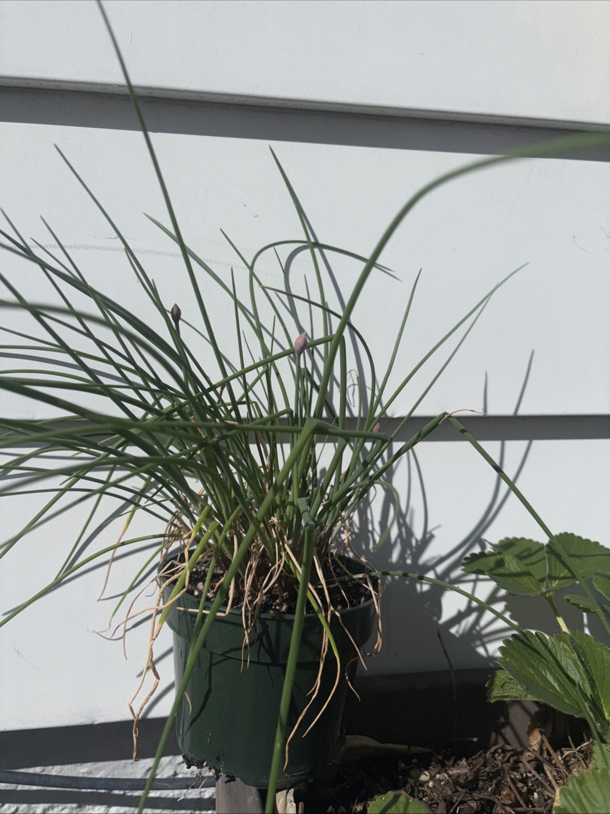 Chive Live Herb Plant/Seedling