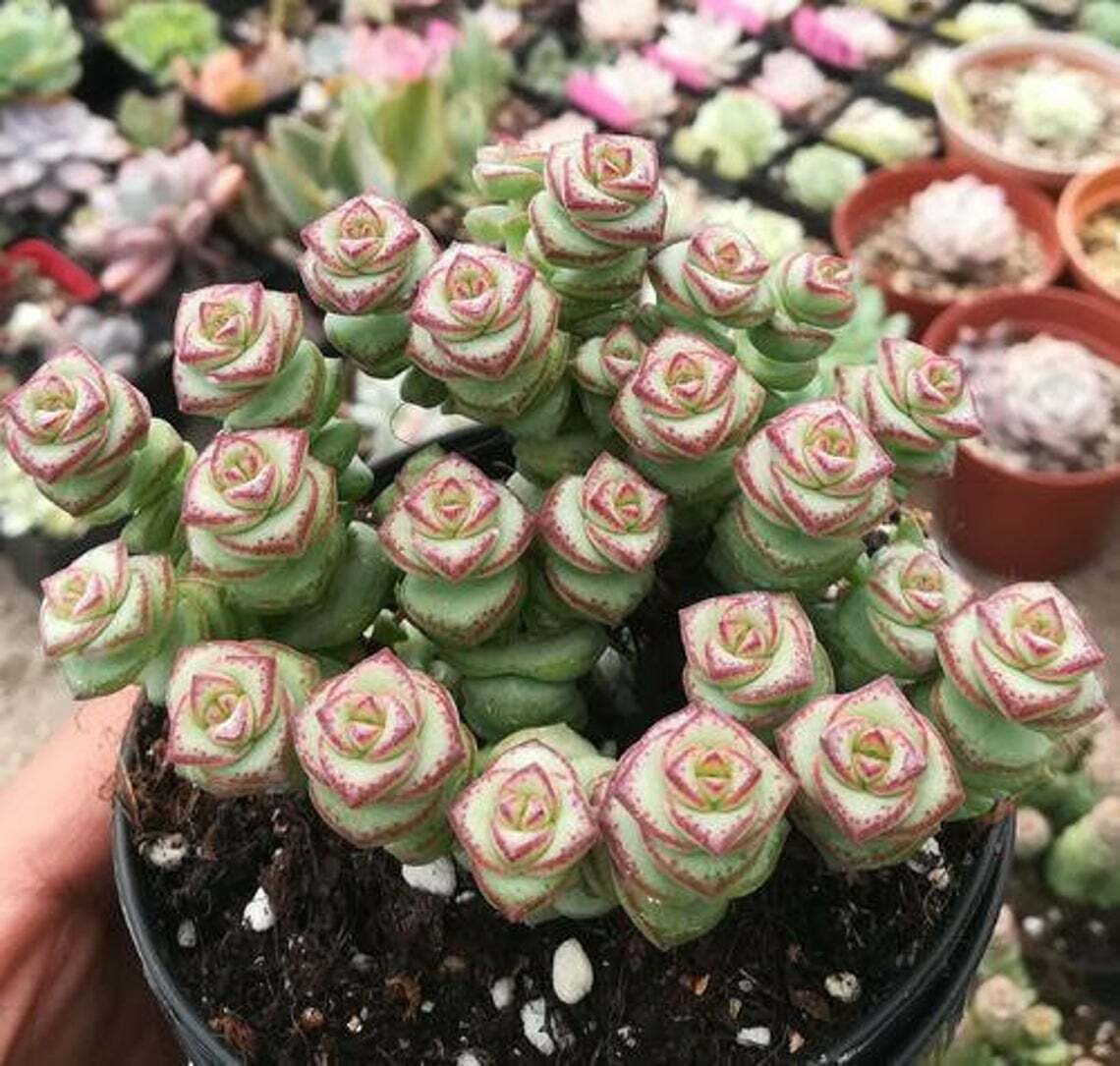 Live Rare Crassula cv. ‘Jade Necklace’ Succulent Plant rooted in 2” plant pot