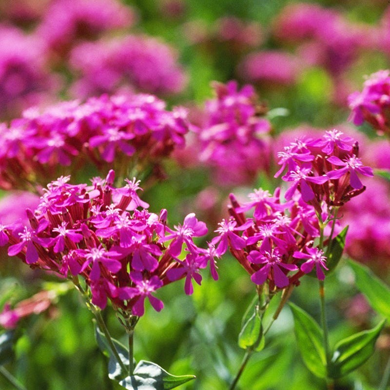 None So Pretty Catchfly Seeds (silene armeria), Sweet William Catchfly
