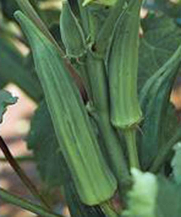 OKRA SEED, EMERALD, HEIRLOOM, NON GMO, 100 SEEDS, GARDEN OKRA SEED