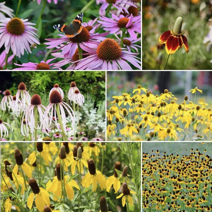 100+ Coneflower CONEHEAD Mix Seeds | Echinacea – Perennials, Annual Mix USA