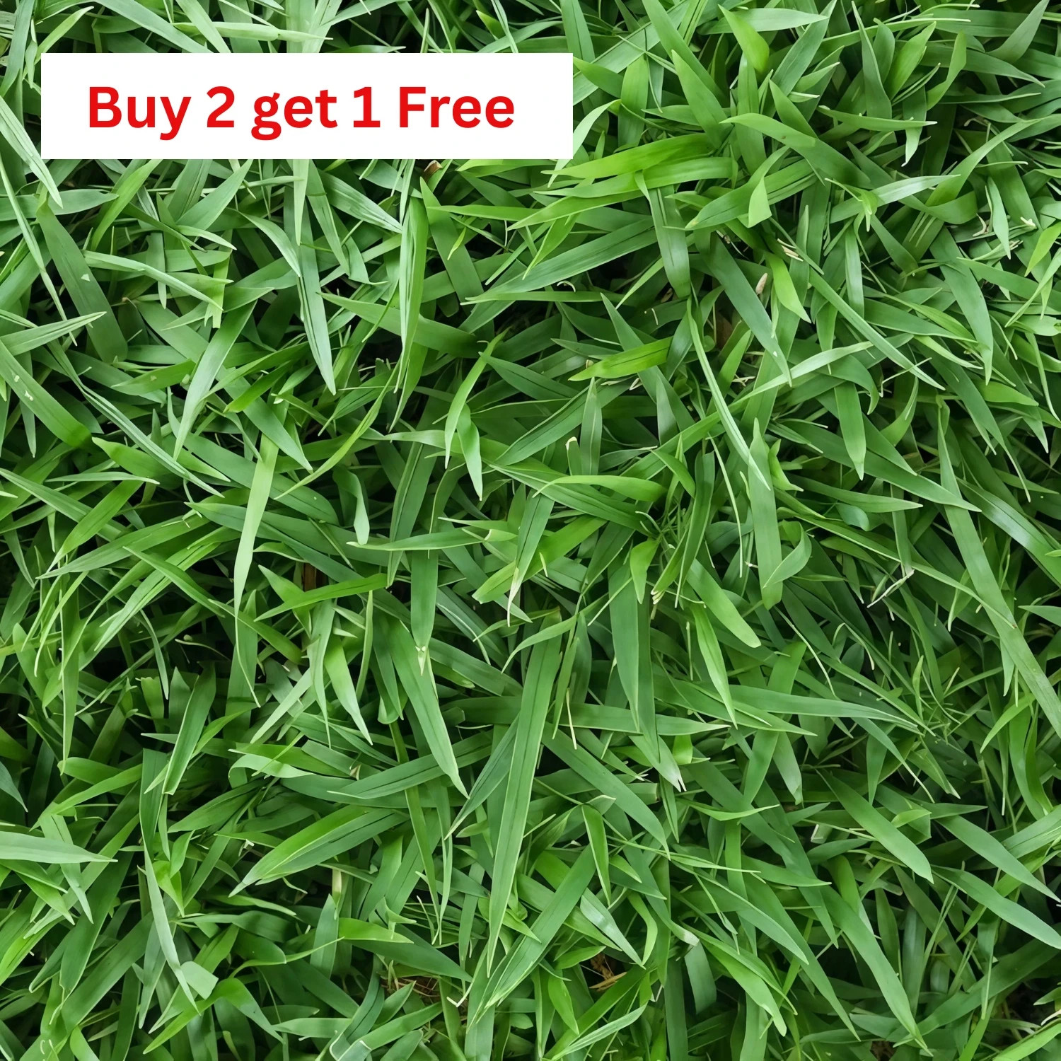 Zenith Zoysia Grass Seed (4-Pack) – Over 20,000 Seeds for a Lush, Healthy Lawn!