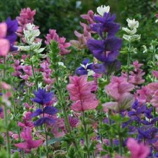 Clary Sage TRICOLOR MIX Salvia Painted Sage Native Wildflower Non-GMO 200 Seeds