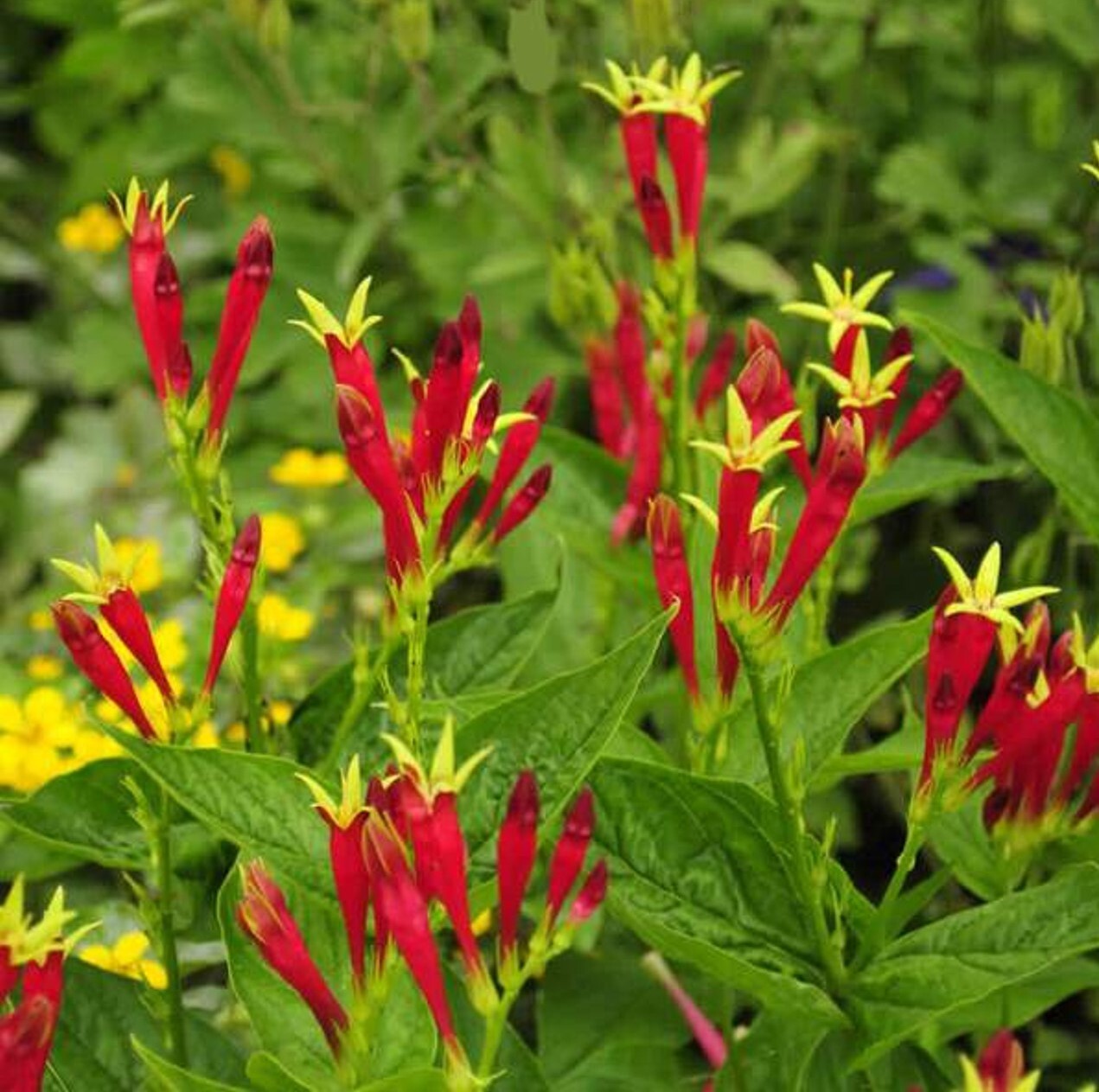 Indian Pink – Spigelia Marilandica Perennial Bare Root Live Garden Plant