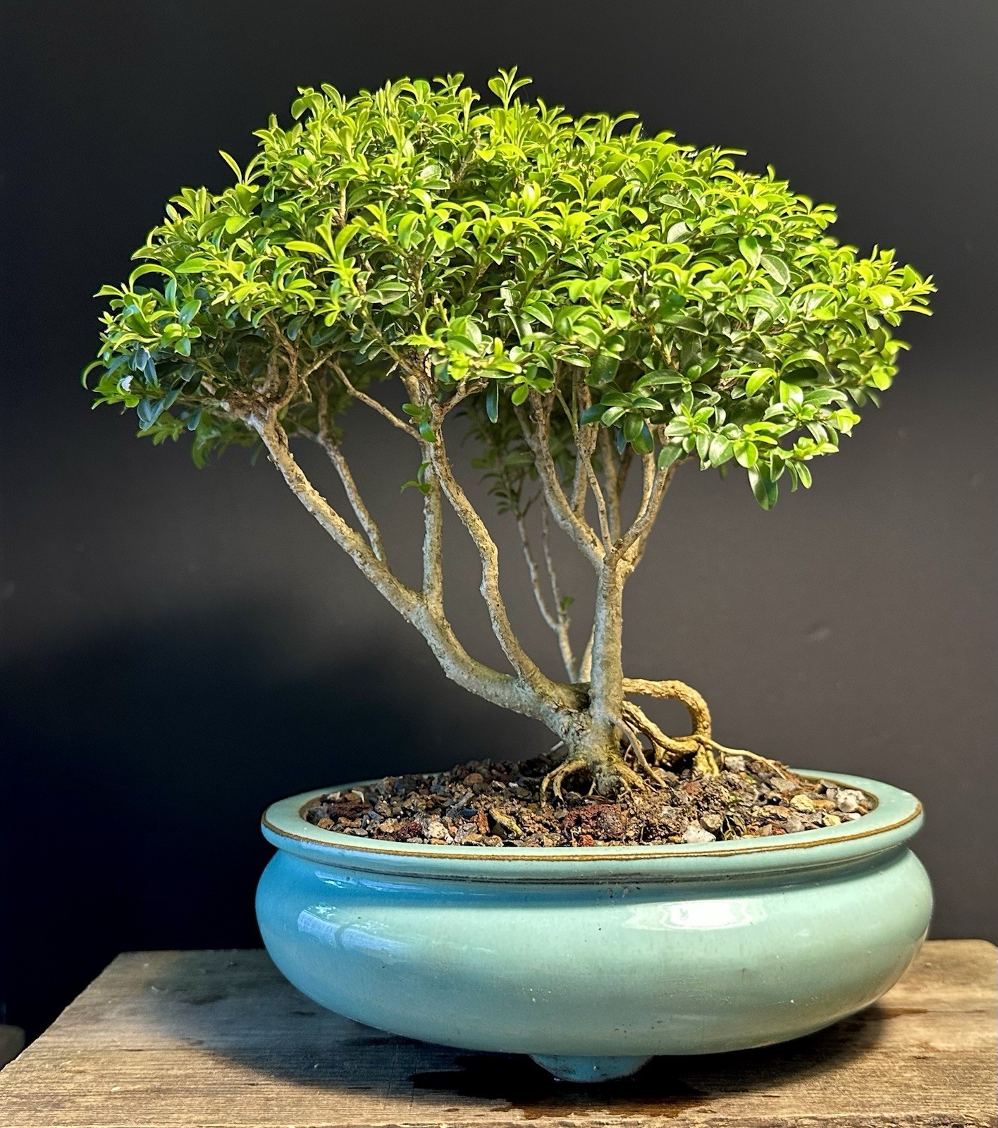 Bonsai Tree Kingsville Boxwood Forest Group 15-20 Years Old, Glazed Chinese Pot