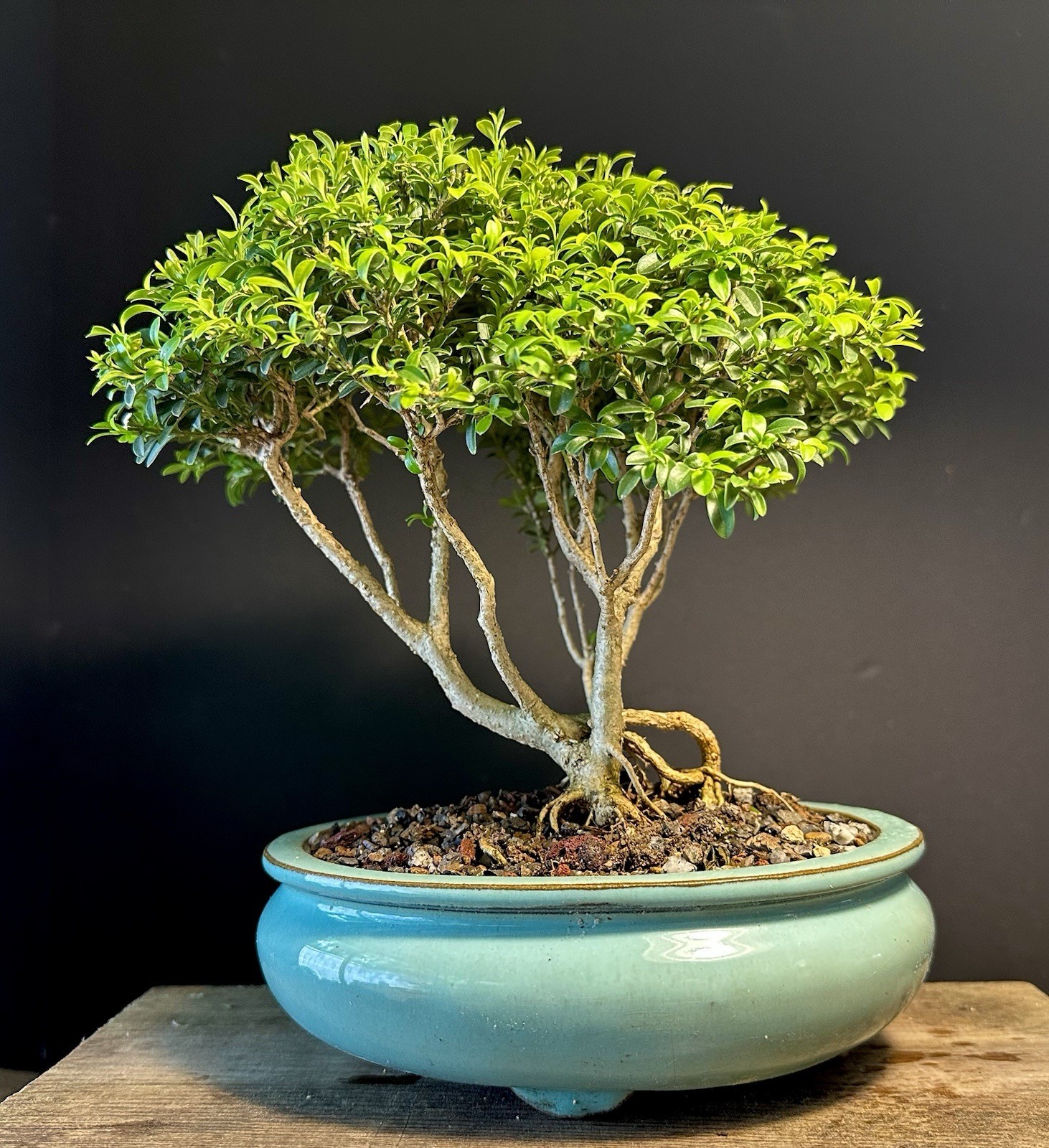 Bonsai Tree Kingsville Boxwood Forest Group 15-20 Years Old, Glazed Chinese Pot